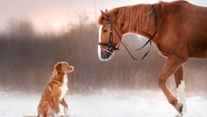 Highlight Games to add virtual horse and dog betting to its portfolio